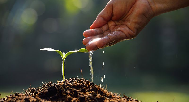 Farmer's hand watering a young plant