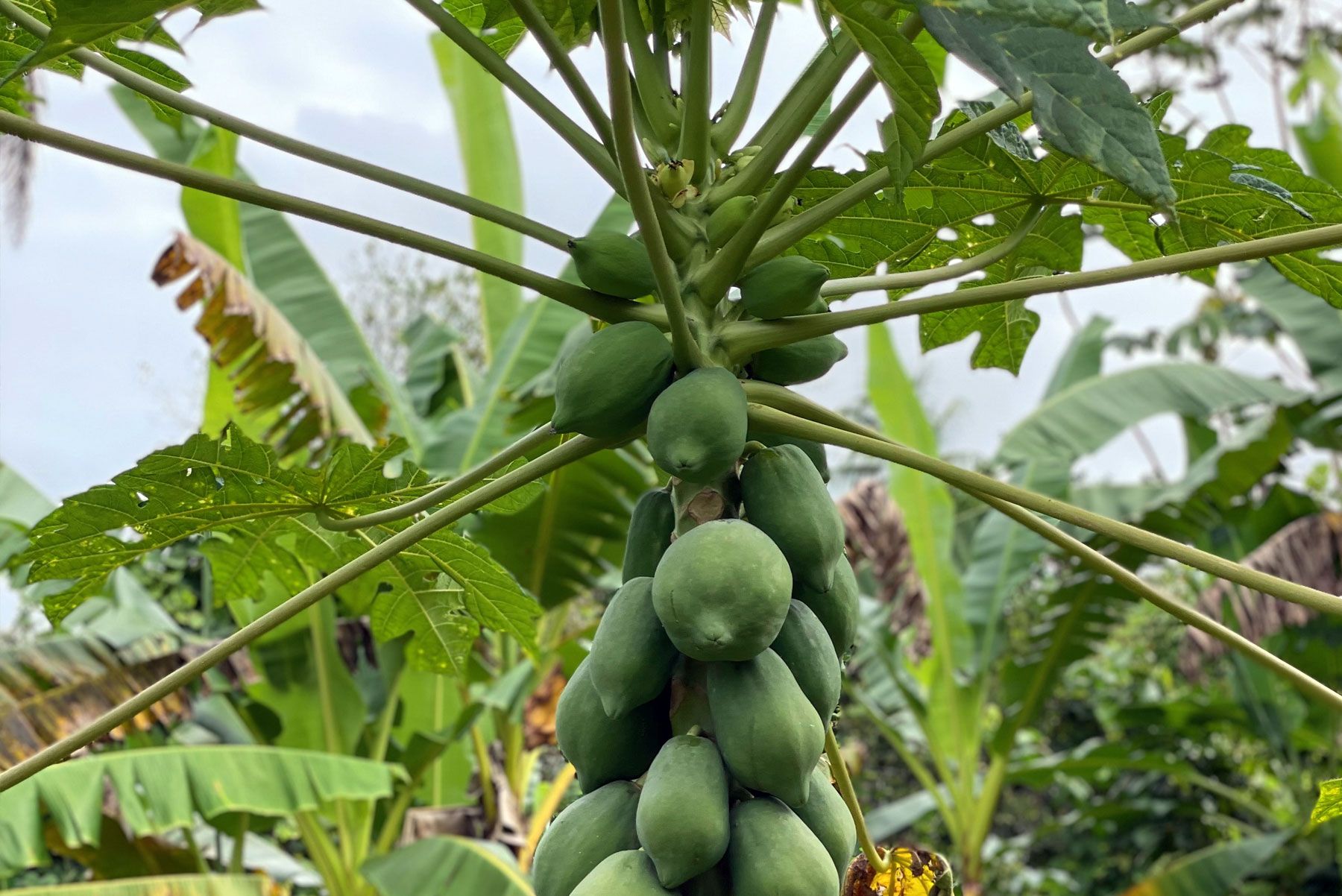 papaya tree